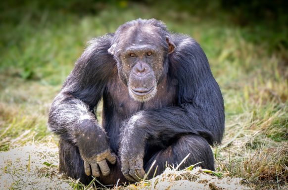 Vallée des singes
